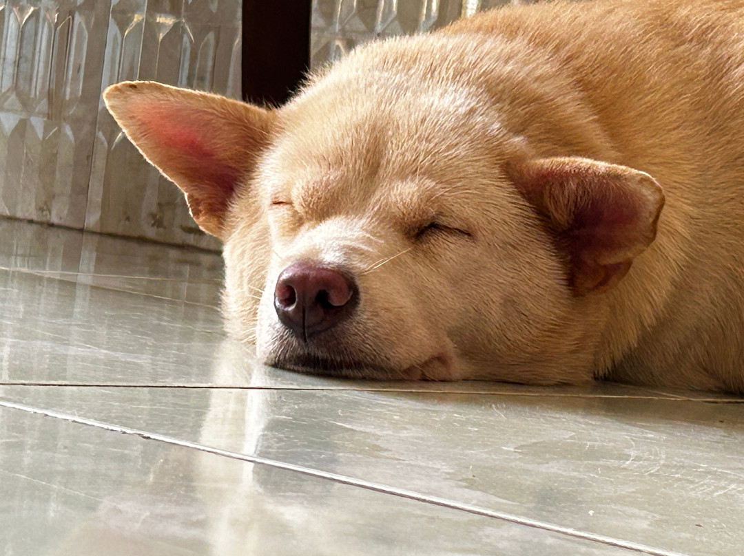 Truong Sa Tourist Vietnam DMC-岘港必去景点