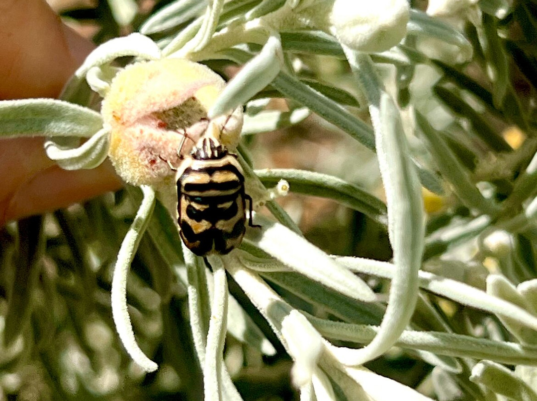 Inspirations Mullewa主图