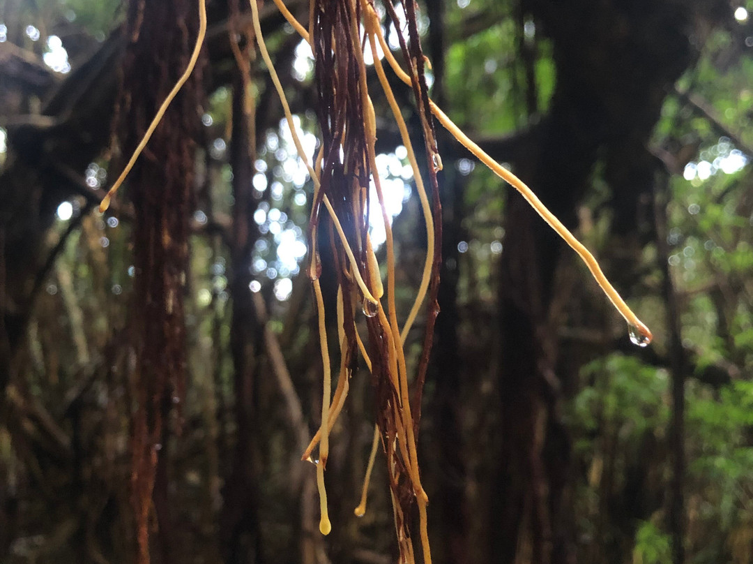 Yakushima Experience - Private Tour-屋久岛町必去景点