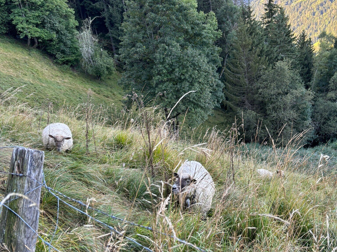 Compagnie des Guides de Chamonix-霞慕尼必去景点