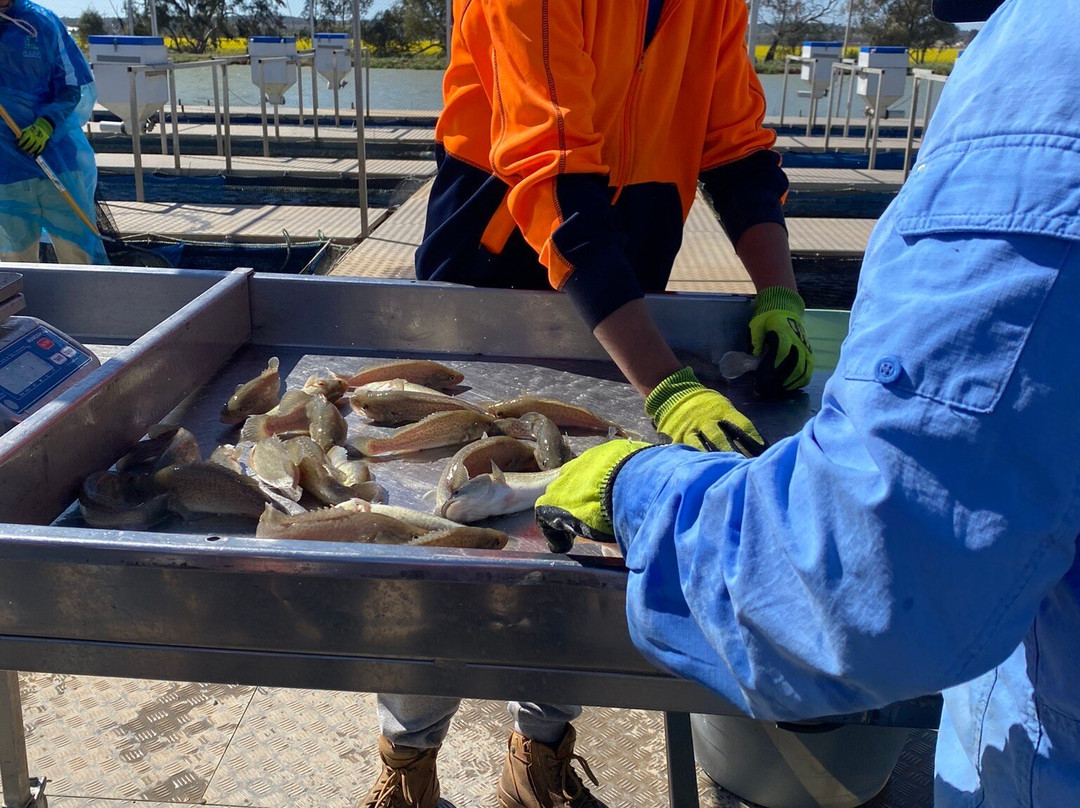 Bella Vita Riverina Tours-格里菲斯必去景点