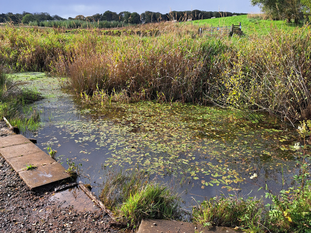 RSPB Scotland Loch of Strathbeg Nature Reserve景点图片
