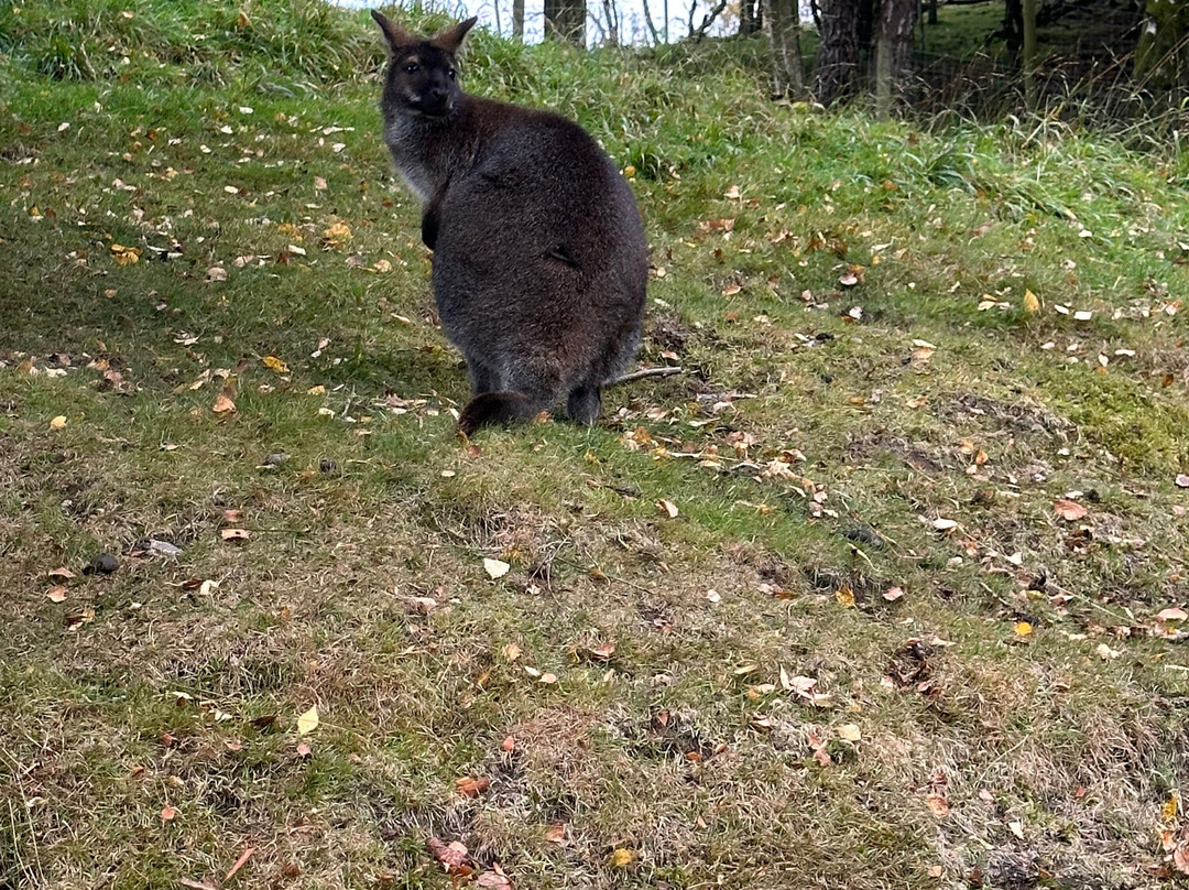 Clyde Valley Family Park景点图片