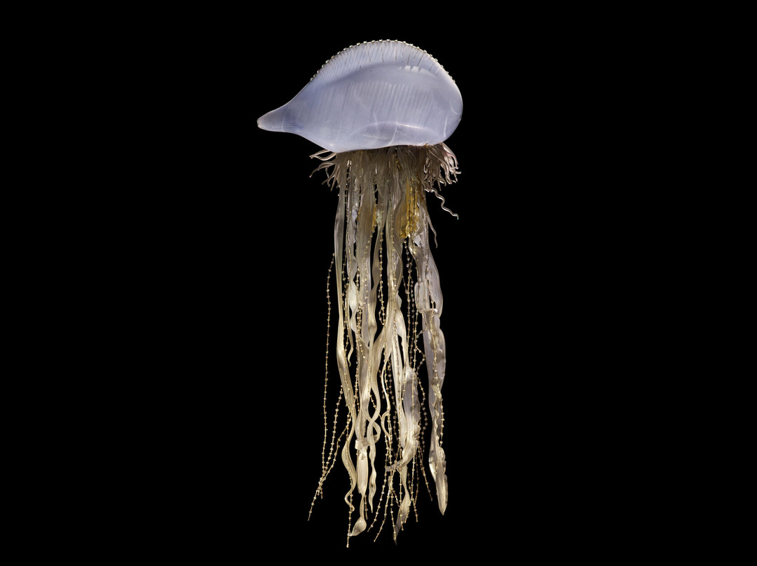 Aquarium-muséum De Liège-列日必去景点