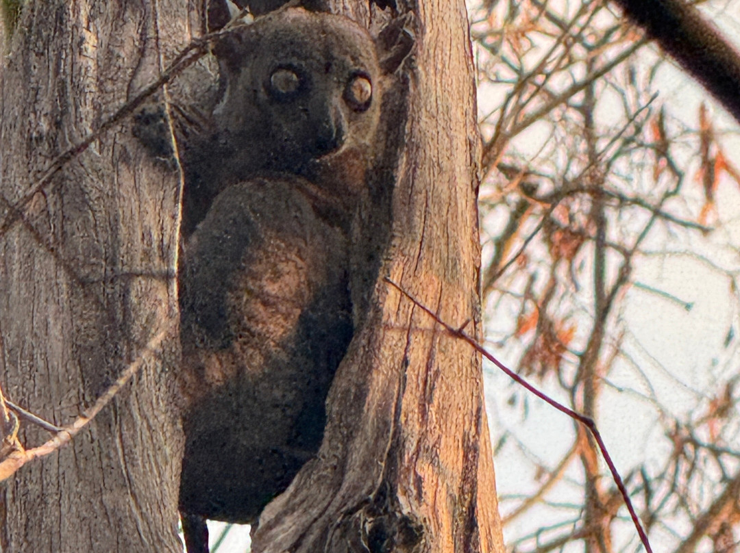Tsingy de Namoroka National Park-Soalala必去景点