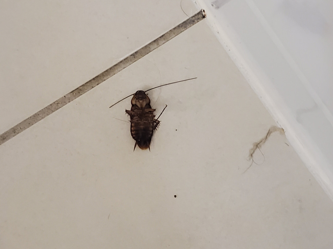 杰克逊维尔-梅波特/海滩快捷假日&套房酒店主图