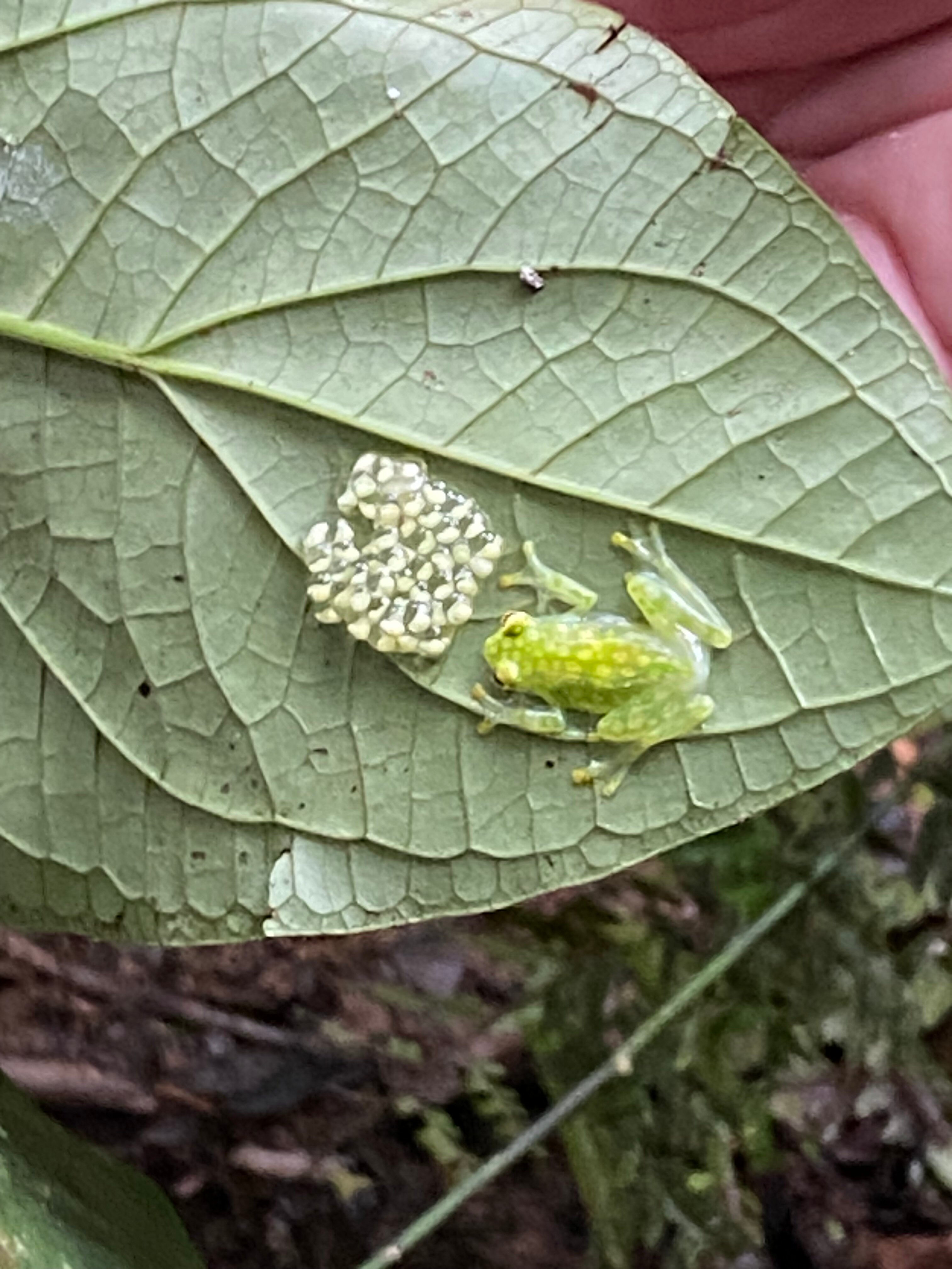 Selva Verde Lodge-浴室