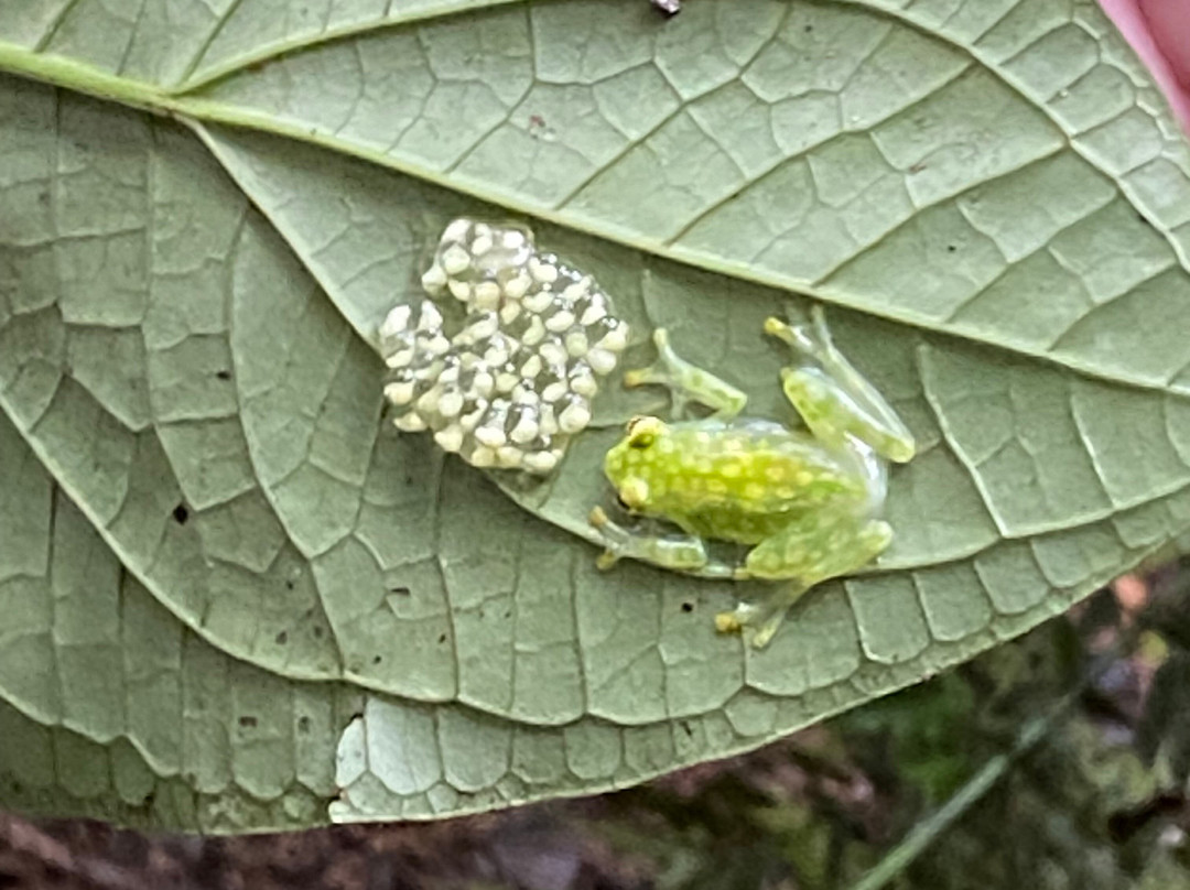 Selva Verde Lodge主图