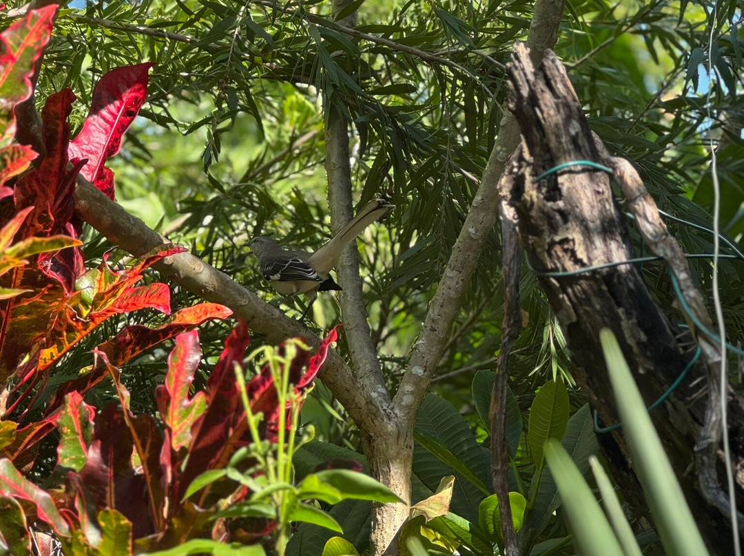 Barney's Botanical Garden Jamaica景点图片