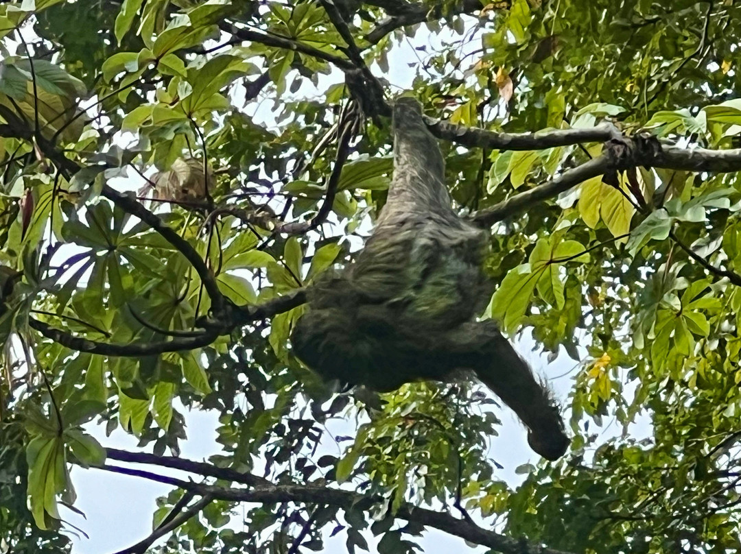 Hotel Serendipity Tortuguero主图