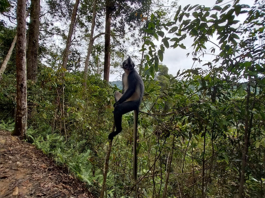 Sumatra Cheeky Monkeys Jungle Trekking and Tours
