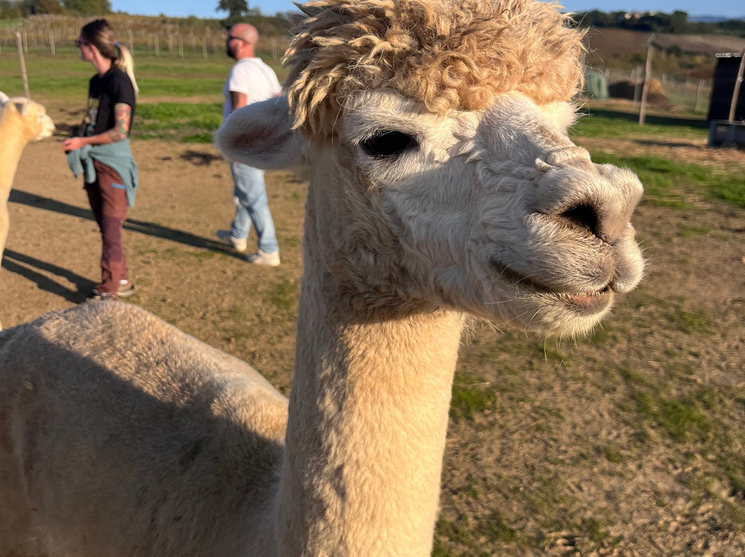 Albus Alpacas景点图片