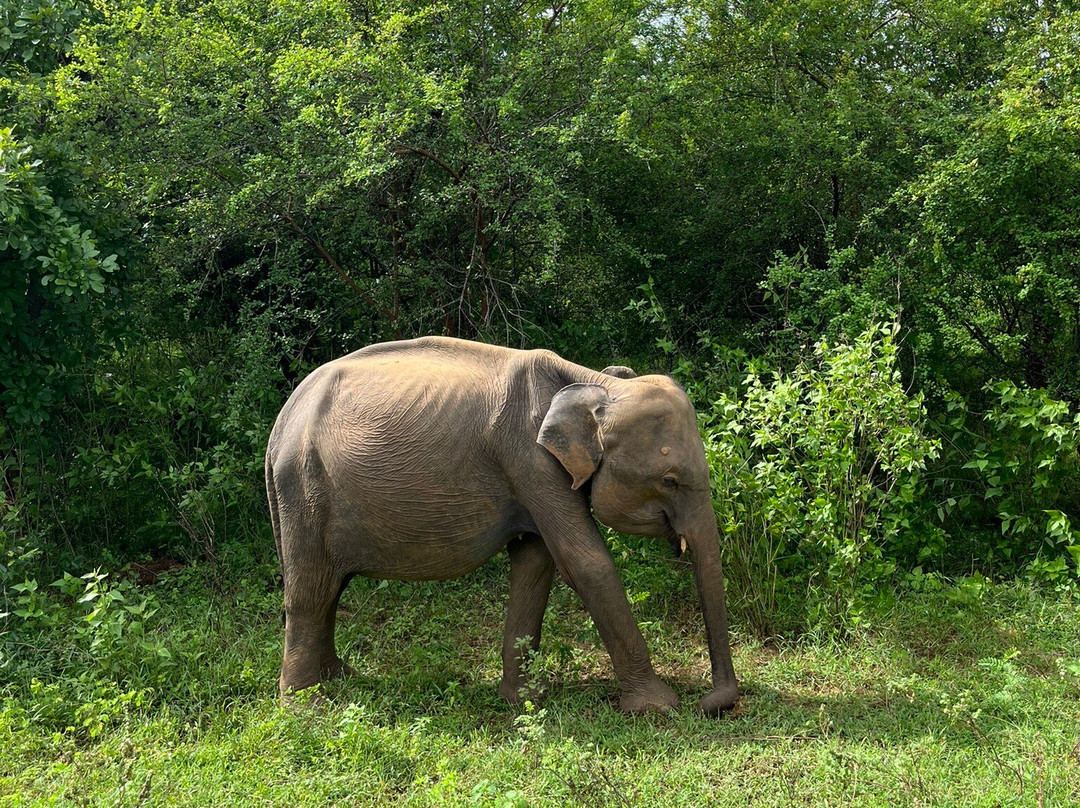 Yala Tiger Safari Sri Lanka-蒂瑟默哈拉默必去景点