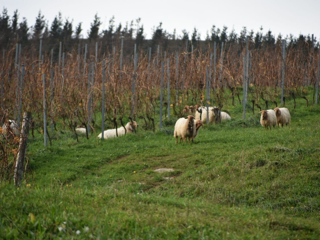 Bodegas Sel d'Aiz-Castillo必去景点