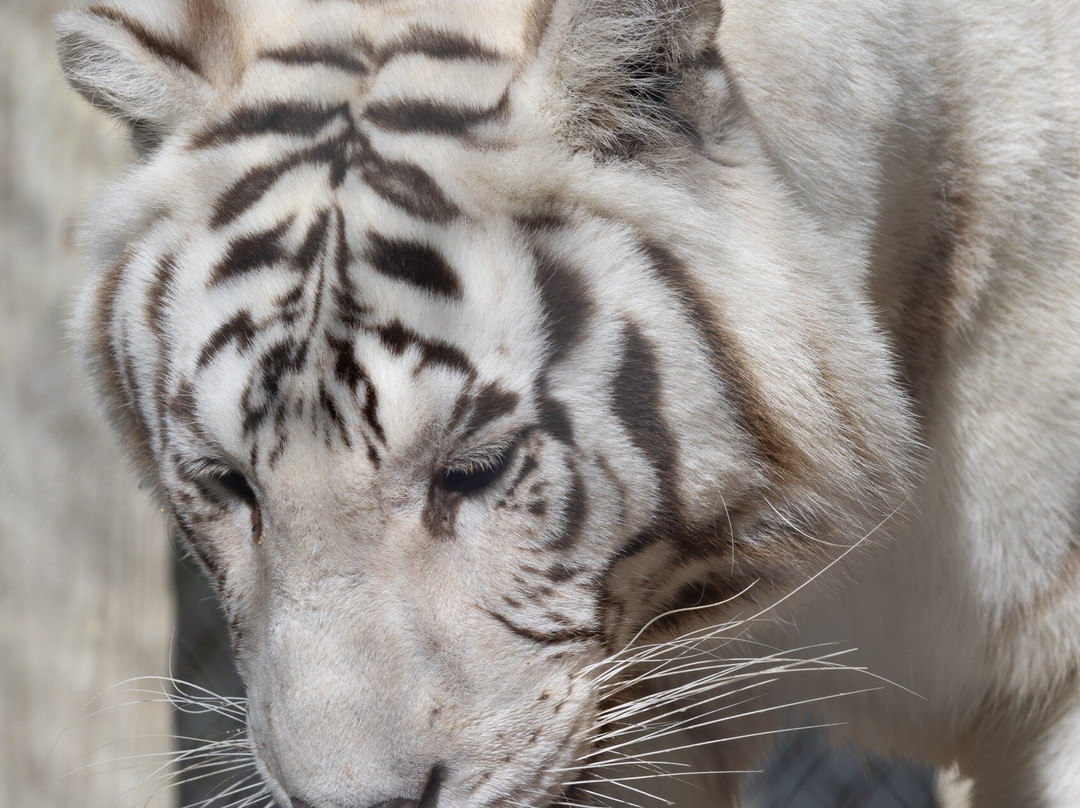 Octagon Wildlife Sanctuary-蓬塔戈尔达必去景点