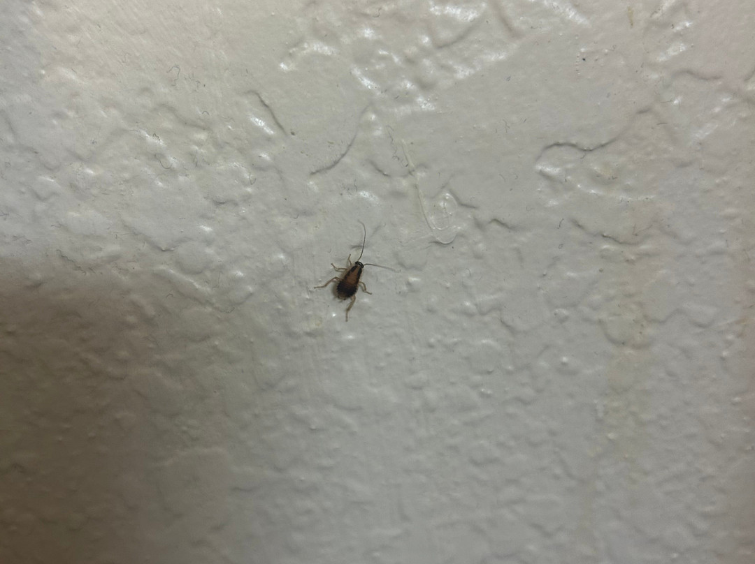 Red Roof Inn Findlay主图