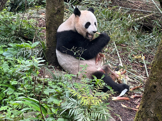 Hello China Trip-成都必去景点