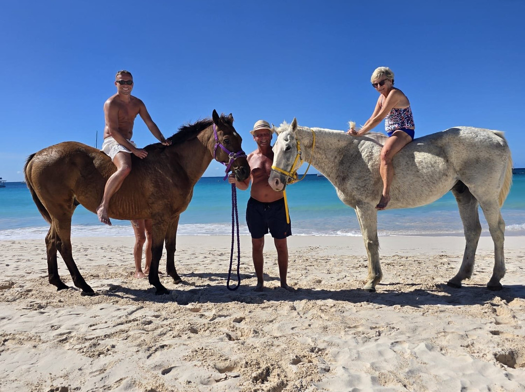 Sunflower Stables Barbados-Mangrove必去景点