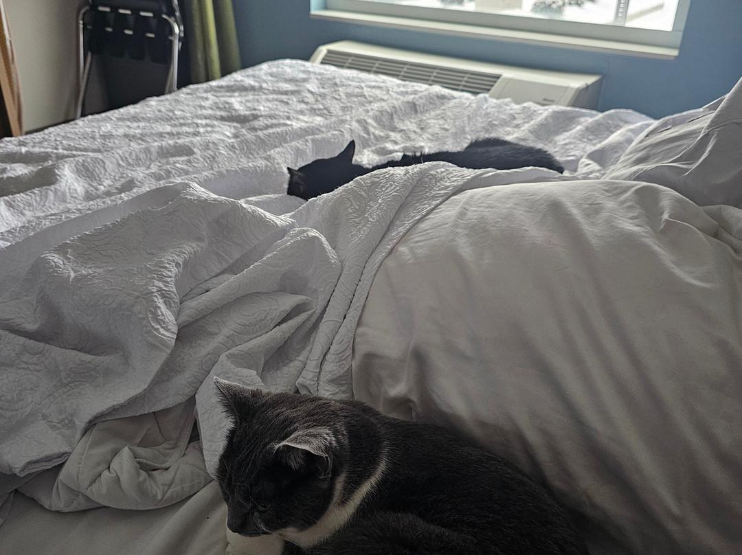 Home2 Suites by Hilton Fishers Indianapolis Northeast主图