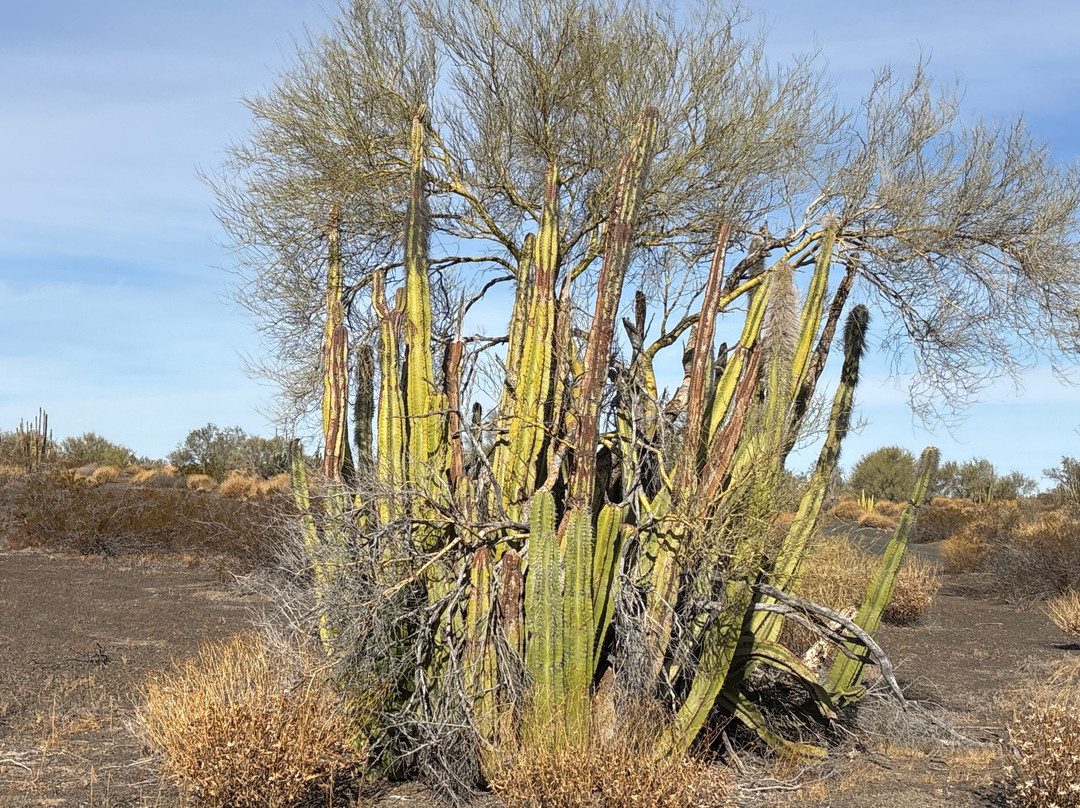 El Pinacate y Gran Desierto de Altar Biosphere Reserve景点图片