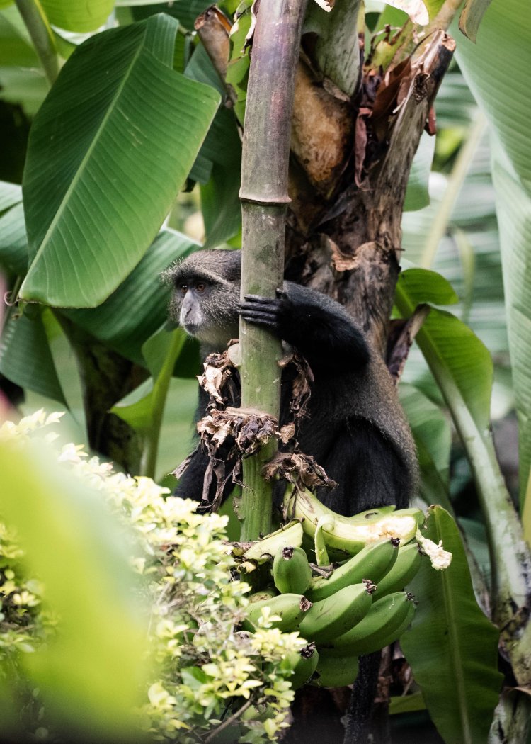 Aishi Machame Hotel-浴室