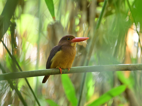 Capayas Creek Kingfisher Preserve