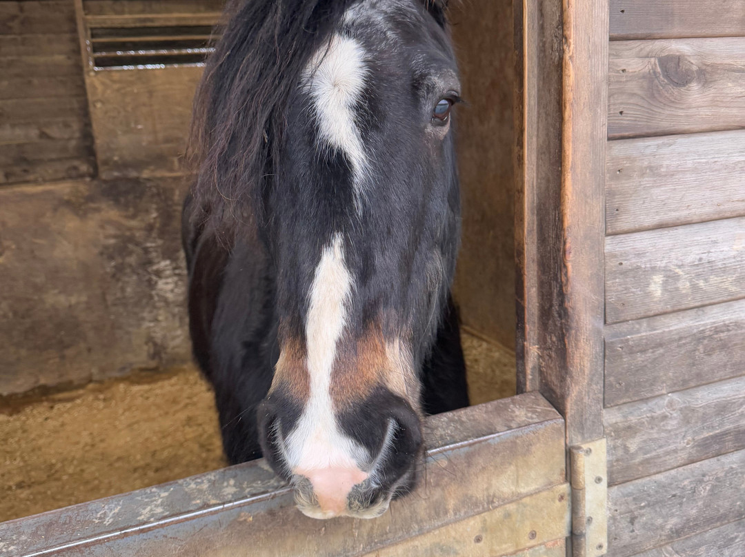 Bourton Vale Equestrian Centre景点图片