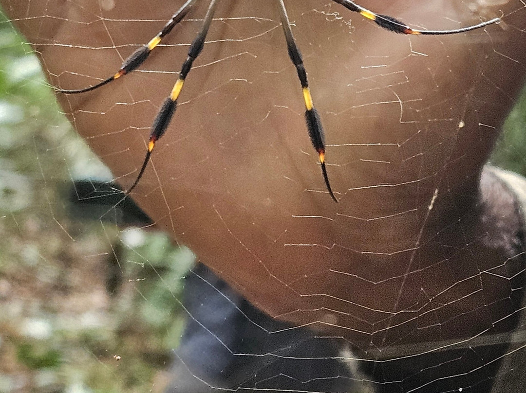 Osa Dreamcatcher Tours景点图片