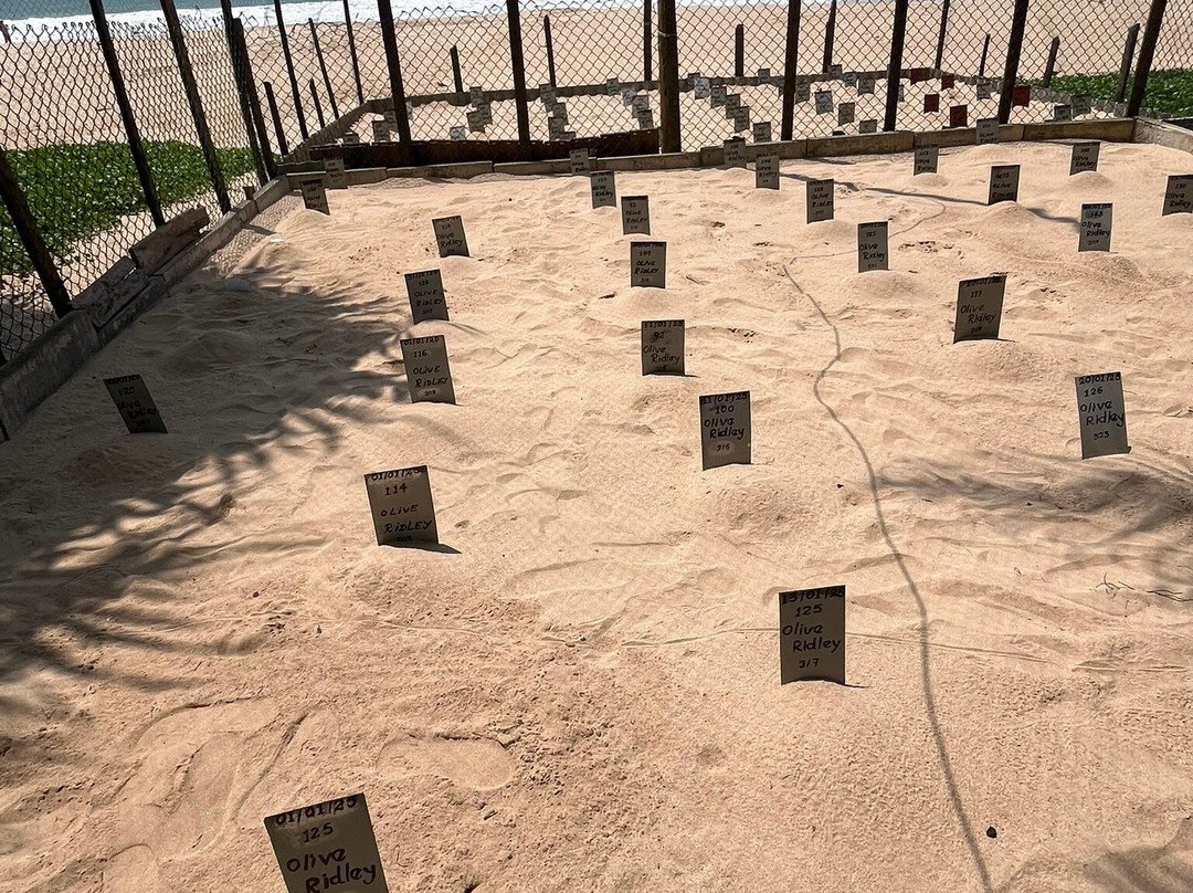 Sea Turtle Conservation Project (Koggala)景点图片