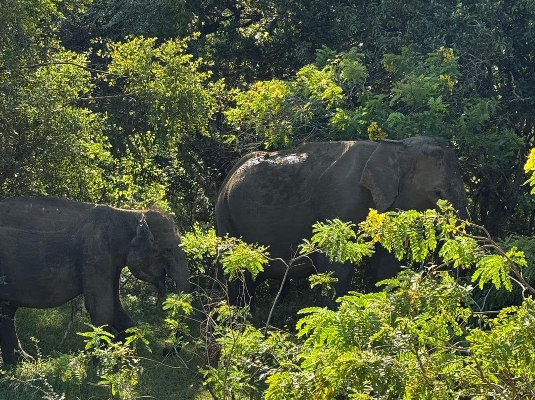 Bundala Roshan Safari-Weligatta必去景点