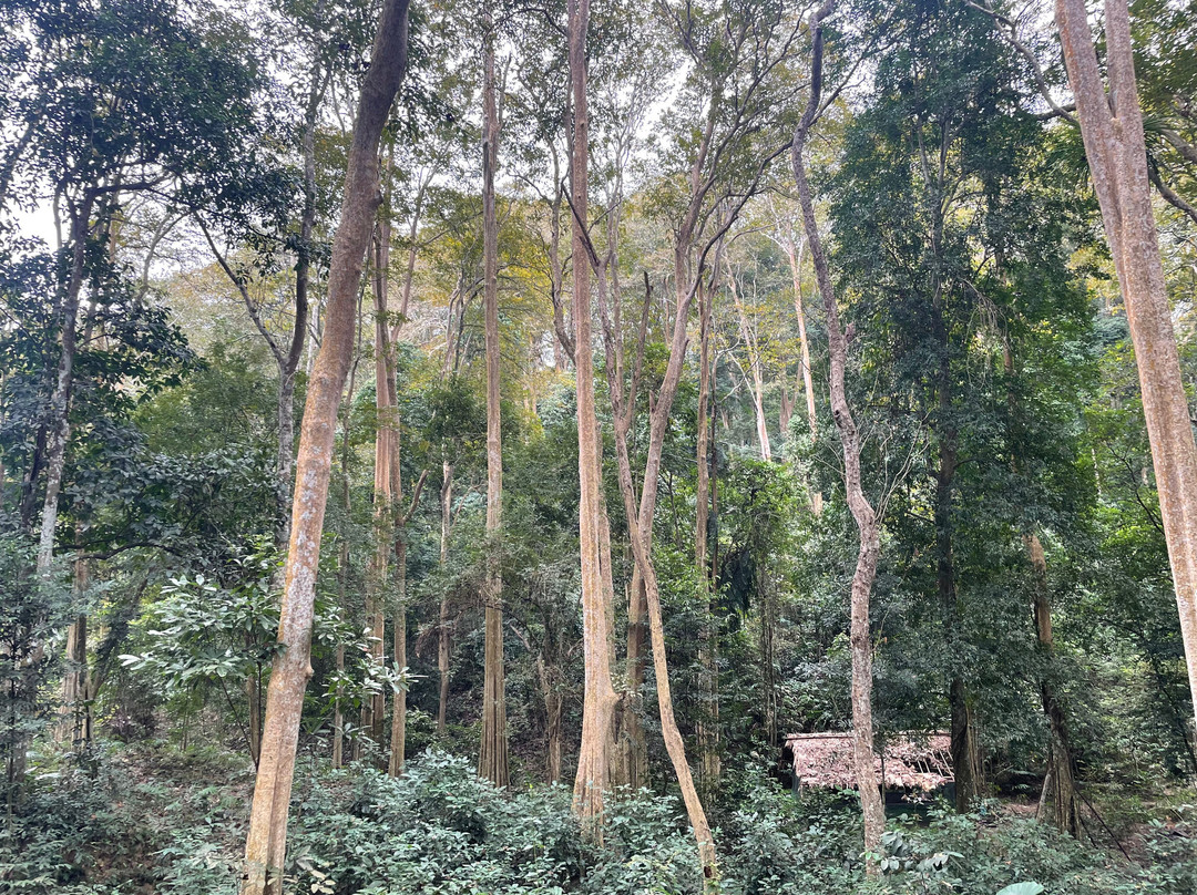 Sang Le Forest景点图片