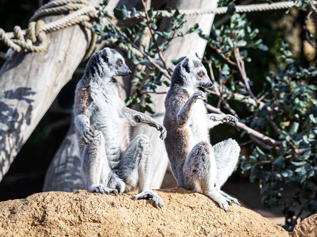 Rio Safari Elche景点图片