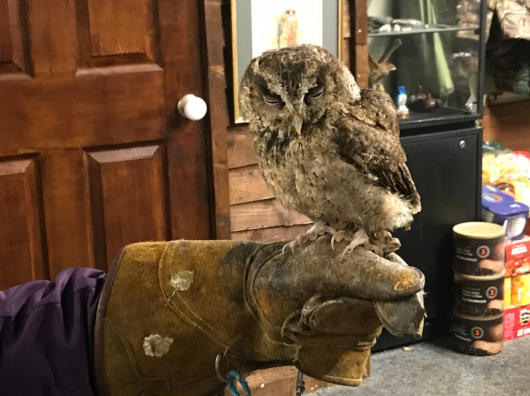 Riverside Falconry景点图片