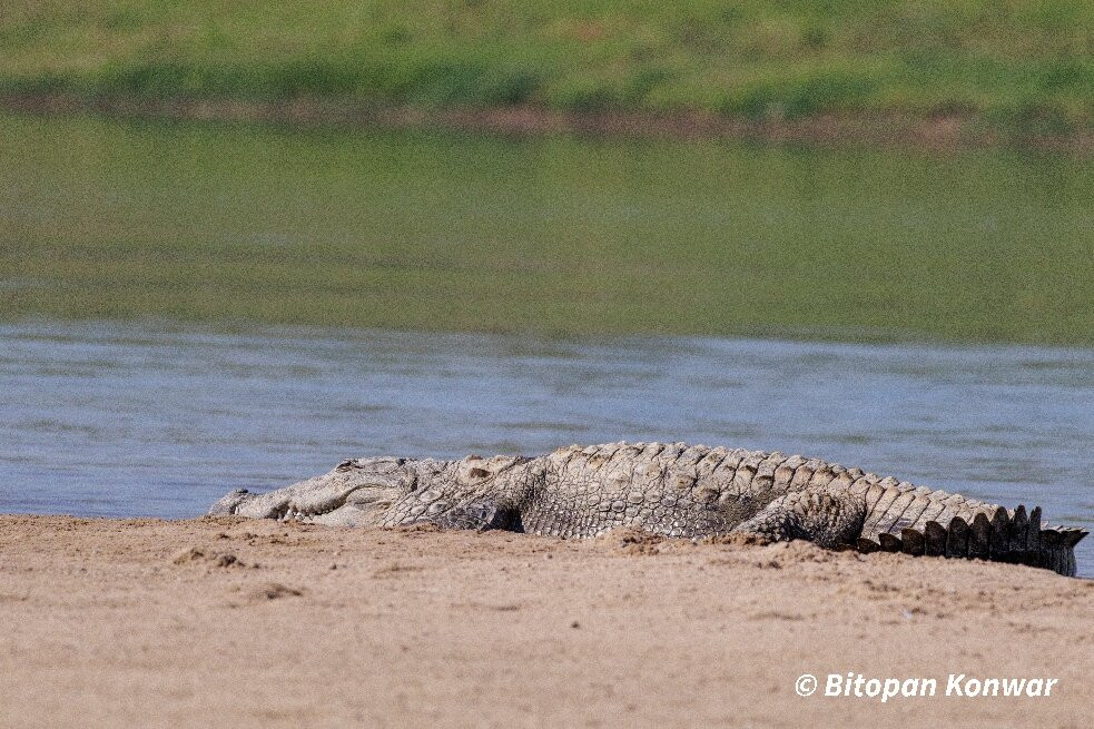 Munna Chambal River Safari Dholpur-Dholpur必去景点