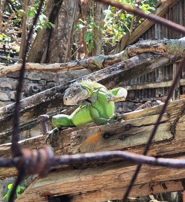 Matt'Excursions Nautiques-Le Francois必去景点
