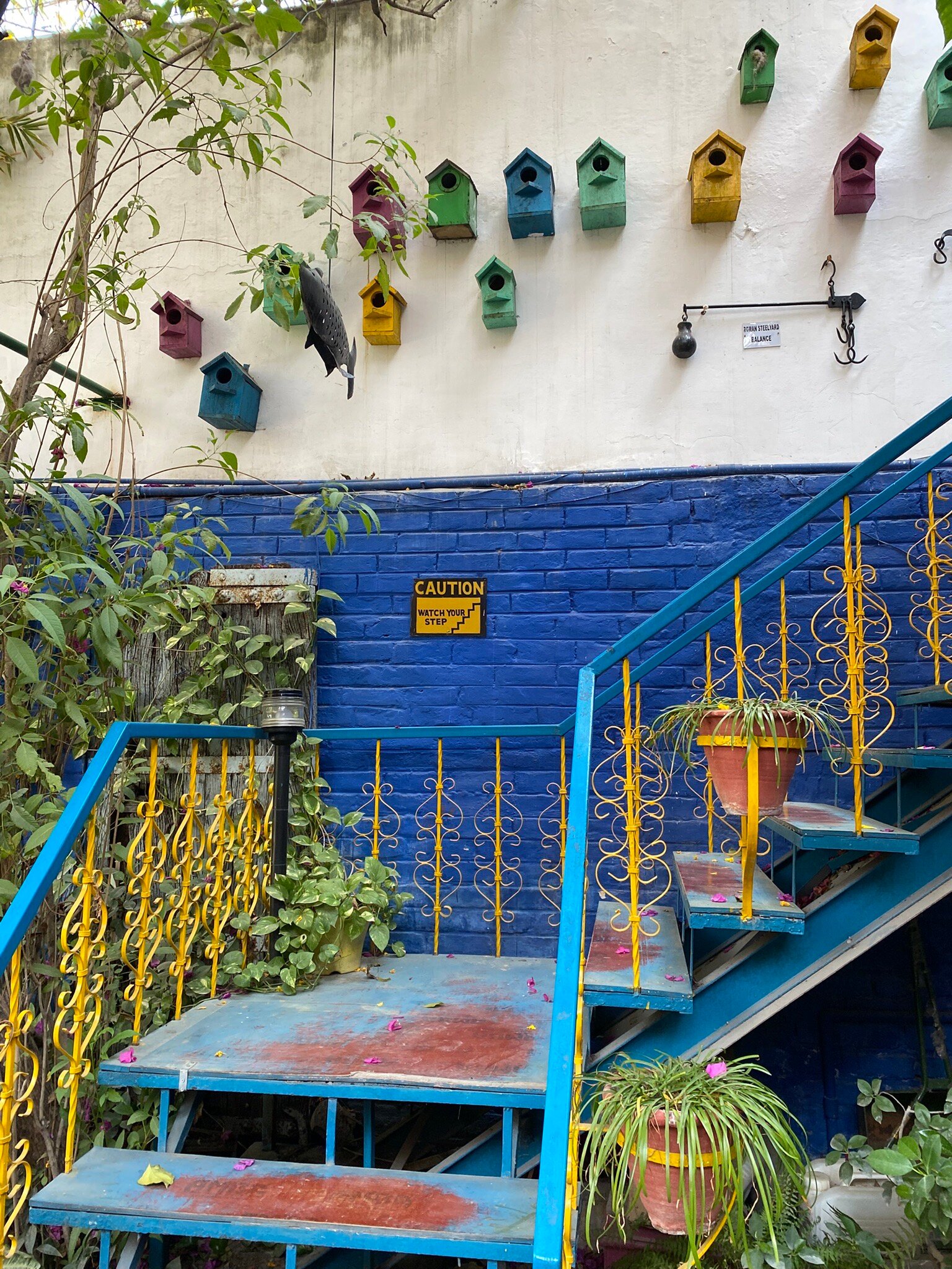 The Coral Tree-官方