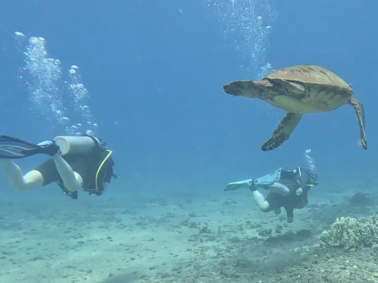 Dive Maui-拉海纳必去景点