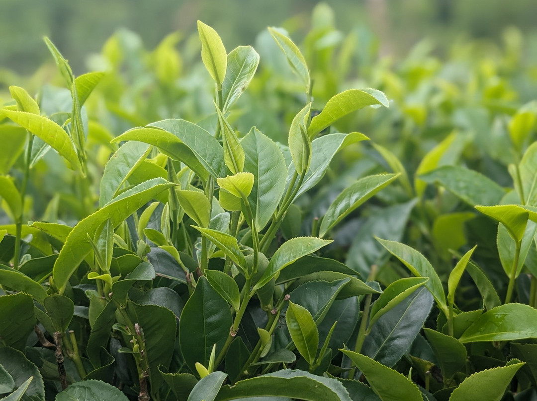 Handunugoda Tea Estate景点图片