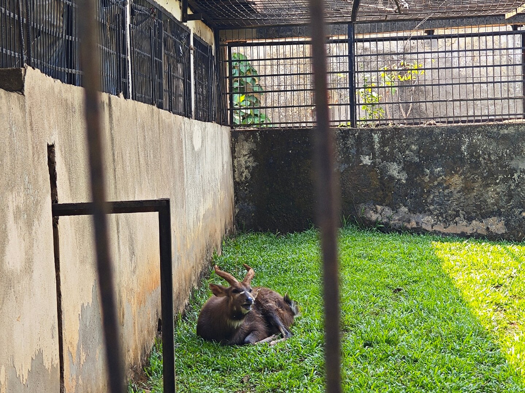 Mvog Betsi Zoo-雅温得必去景点