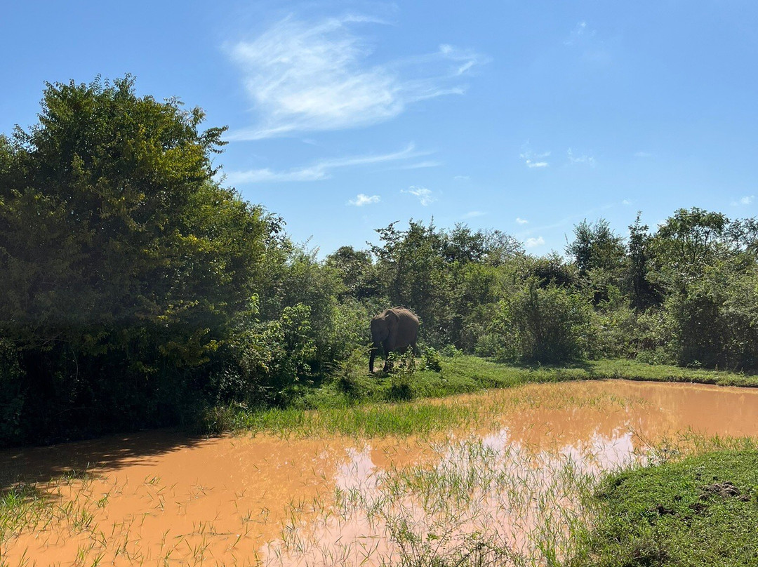 Udawalawe Lahiru Safari Guide Tours景点图片