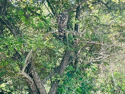 Bee Wild Yala Safari-卡塔拉伽马必去景点