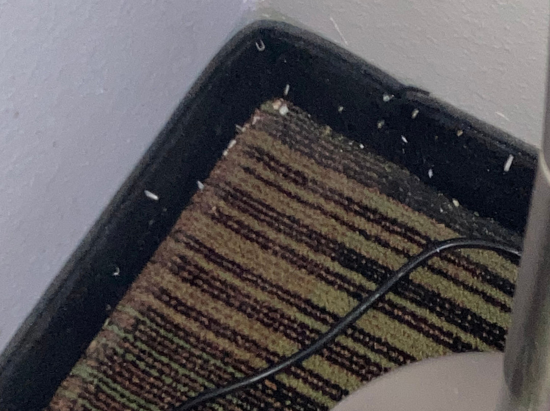 Days Inn by Wyndham Cameron主图