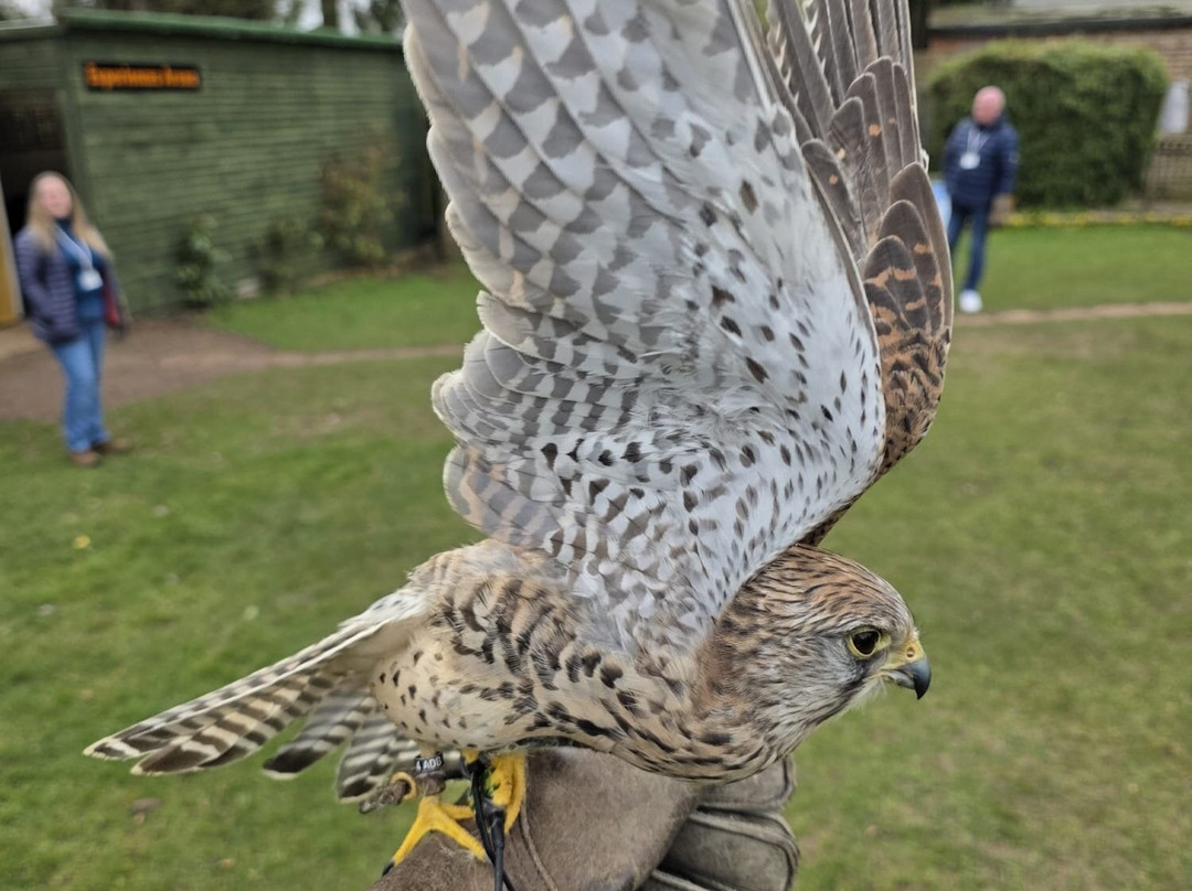 The Falconry Centre景点图片