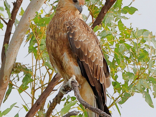 Silent Tours Kununurra-库努纳拉必去景点