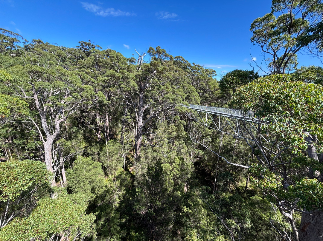 Valley of the Giants Tree Top Walk景点图片