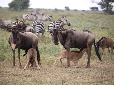 Venture Harmony Safaris Ltd.-阿鲁沙必去景点