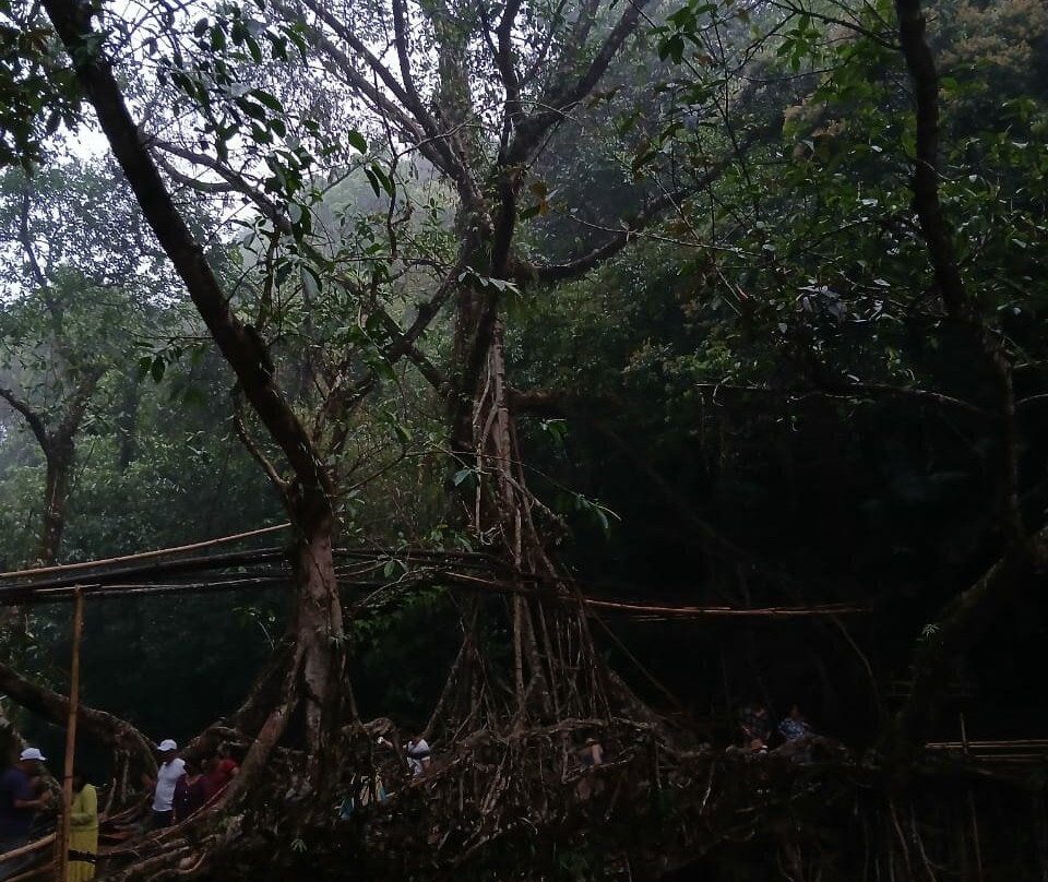 Roots Bridges景点图片
