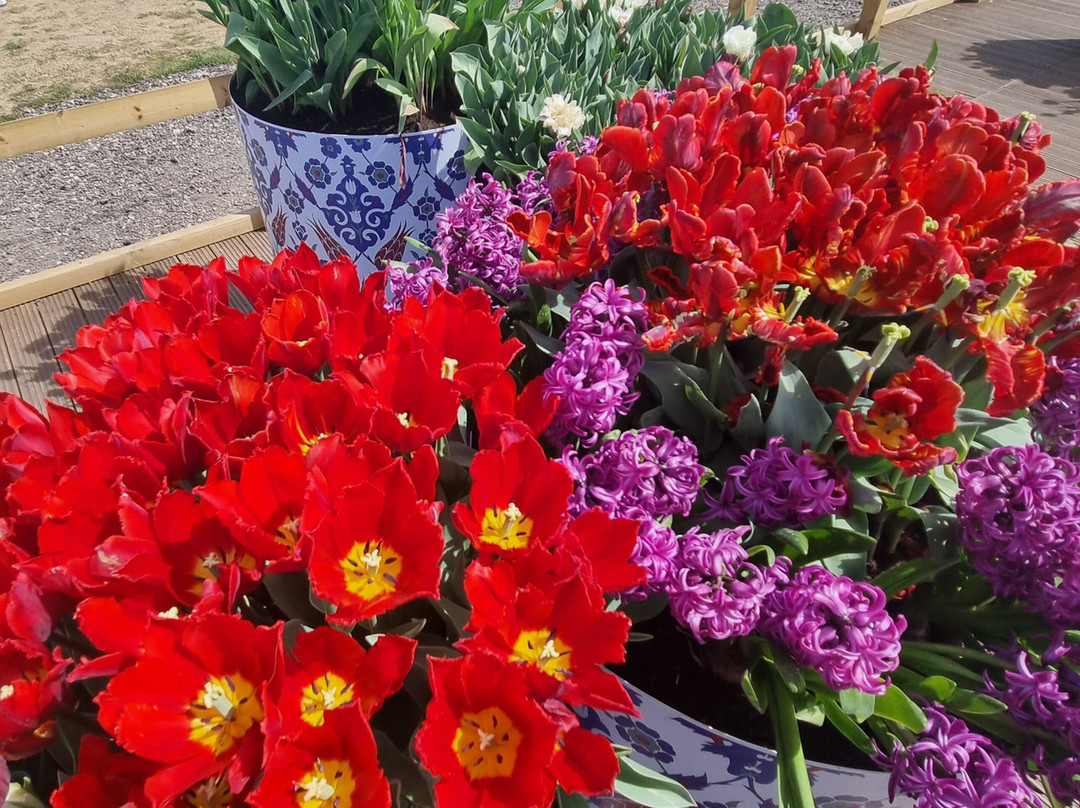 Tulleys Tulip Fields - Hertfordshire景点图片