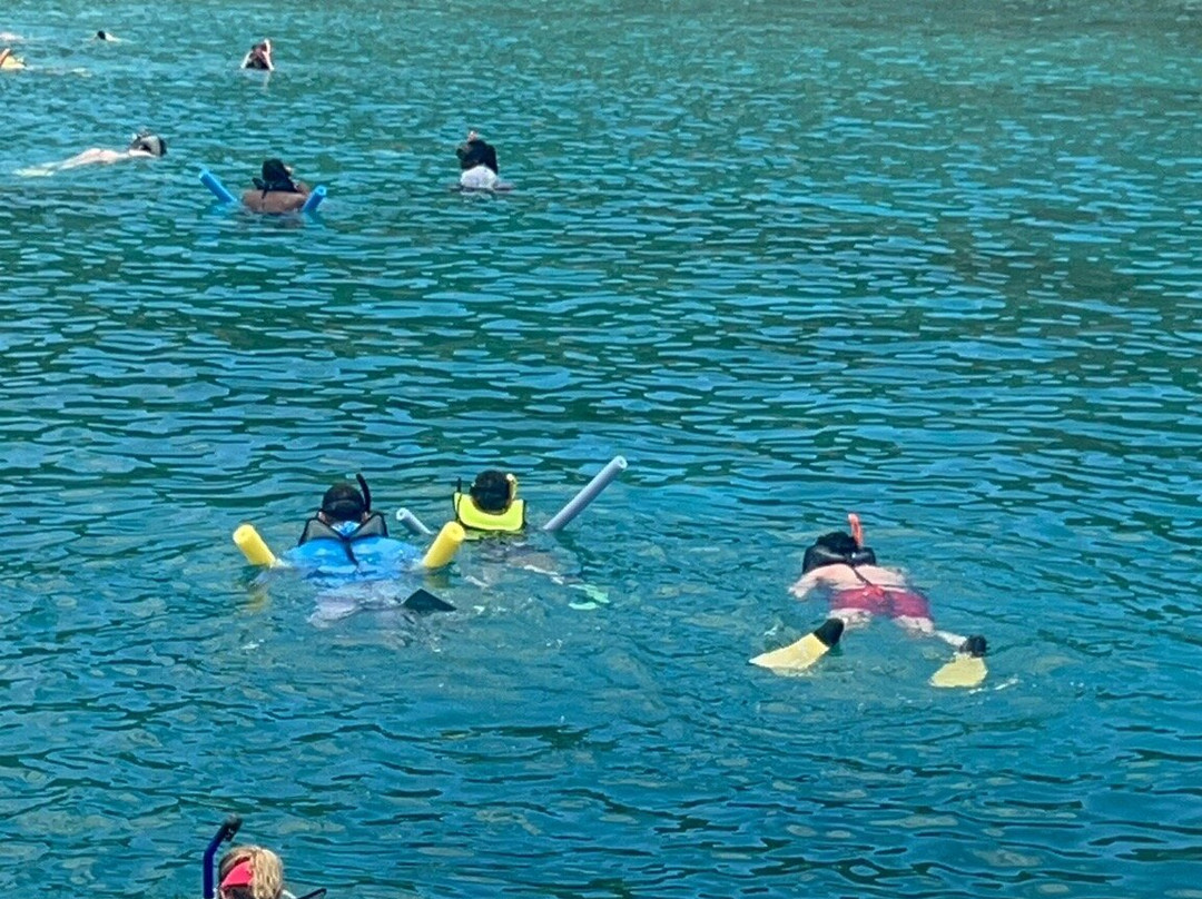 The VI Cat-Estate Thomas必去景点