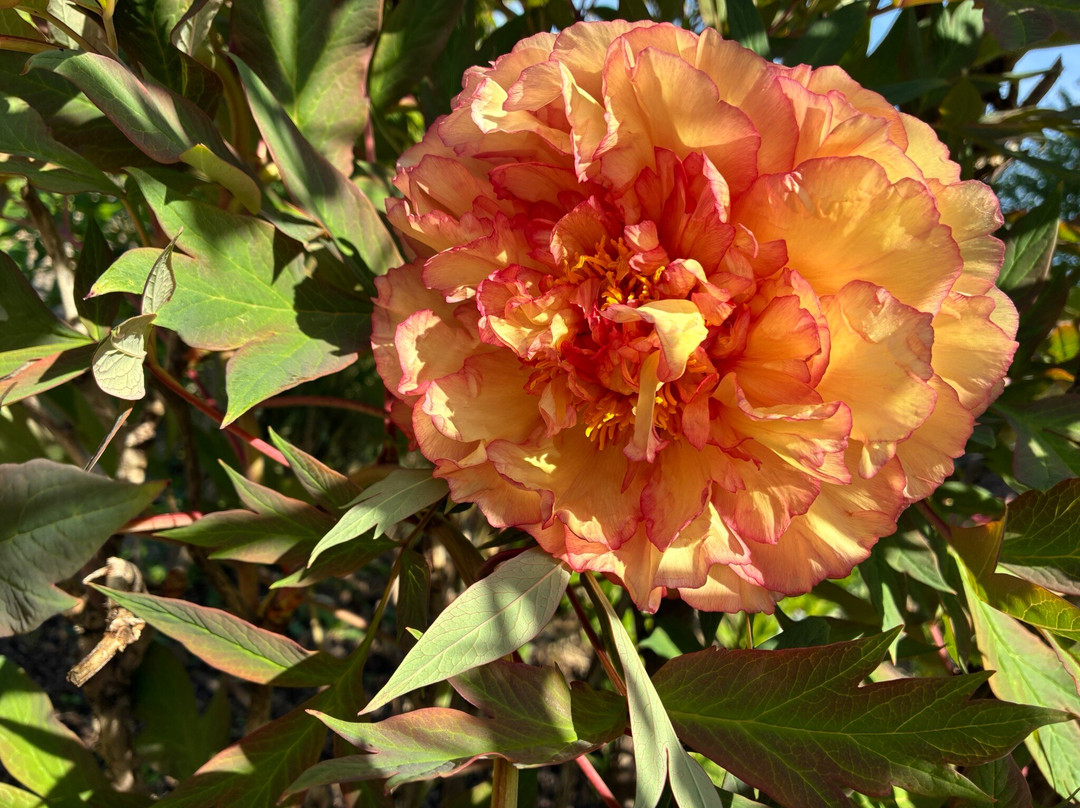 Spetchley Park Gardens-Spetchley必去景点